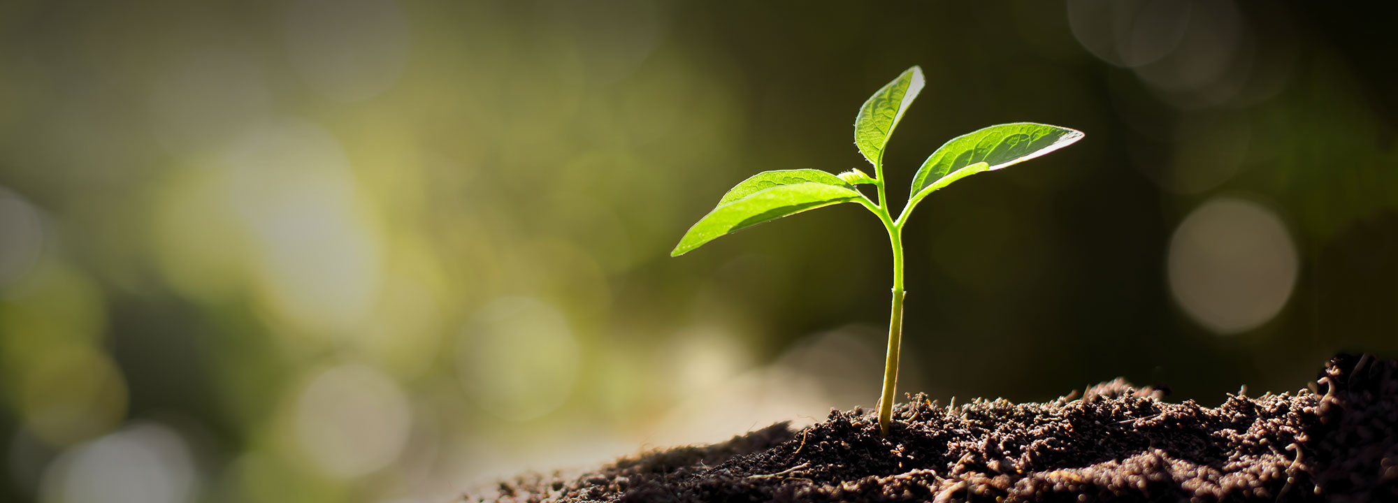 a small plant sprouting from a patch of dirt